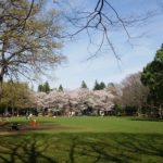 淵野辺公園の桜