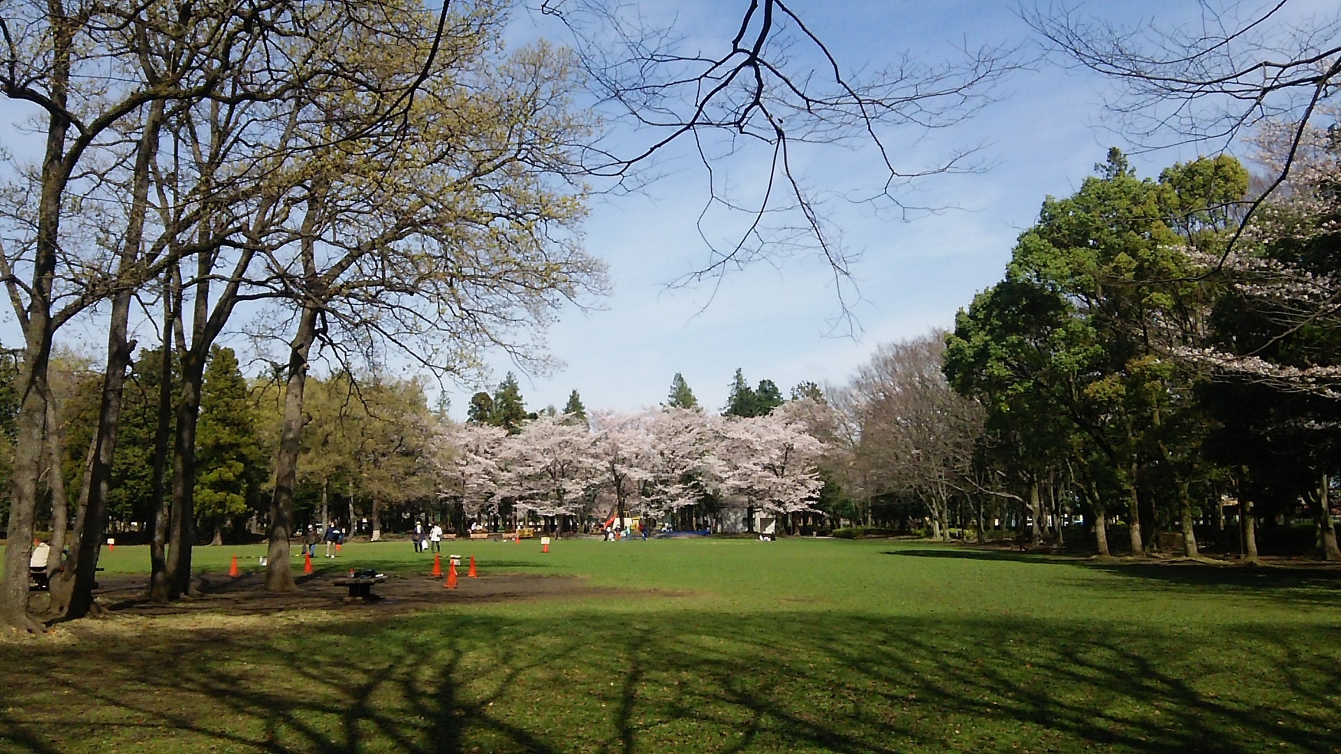 淵野辺公園の桜