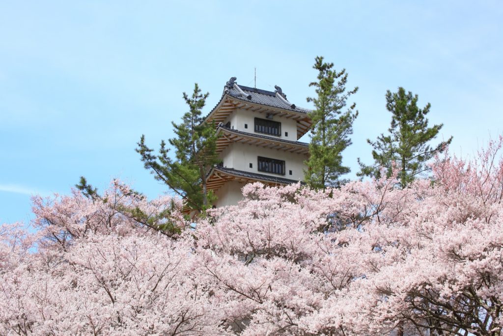 2高遠城の桜