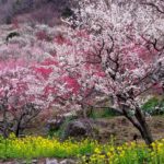 湯河原幕山梅林