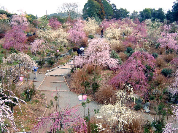 龍尾神社花庭園