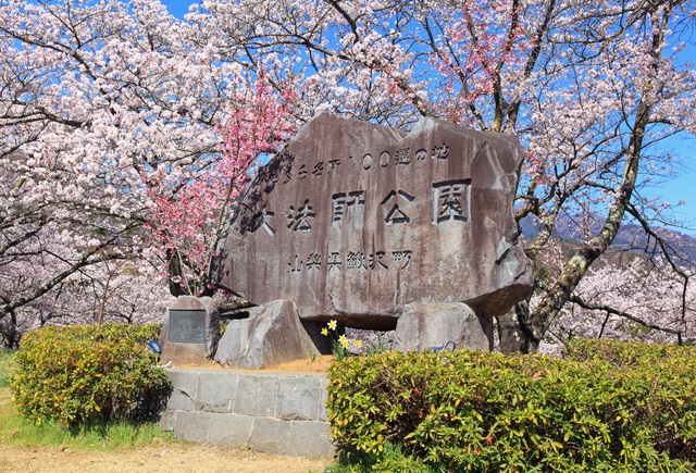 1大法師公園桜