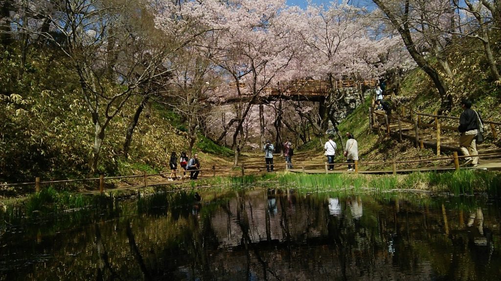 高遠の桜1