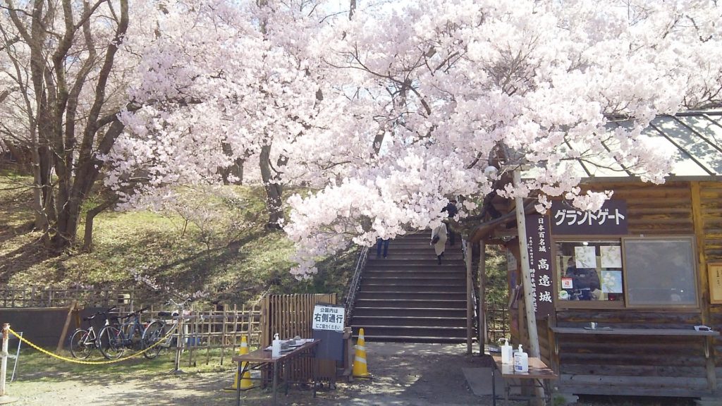 高遠の桜2