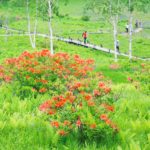 入笠山レンゲツツジ