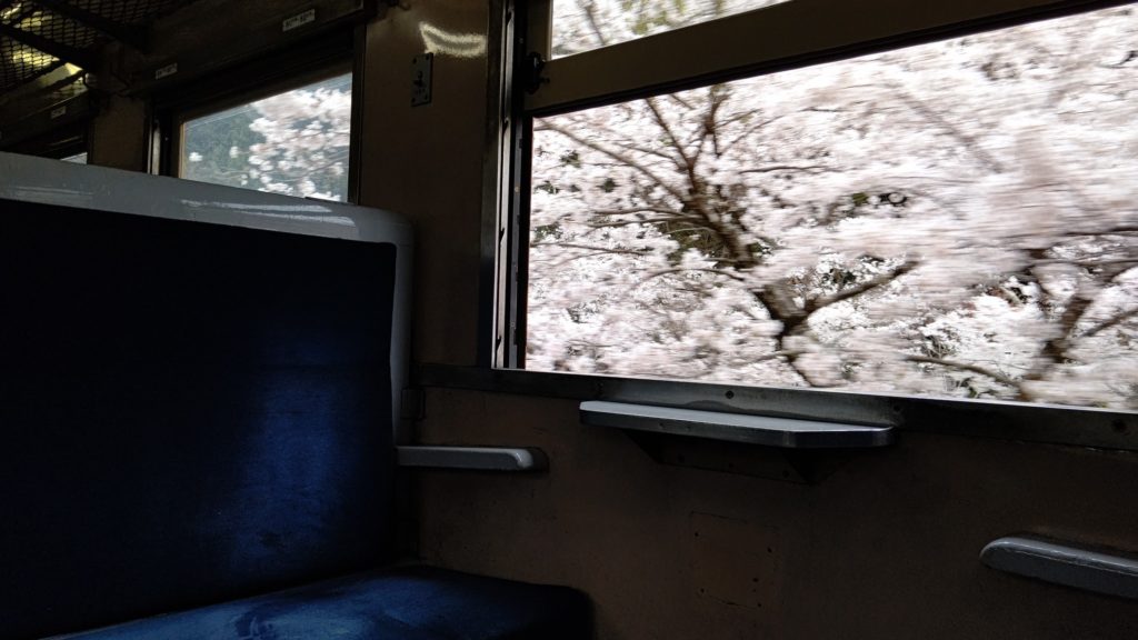 大井川鐵道（春）車窓より桜⑨
