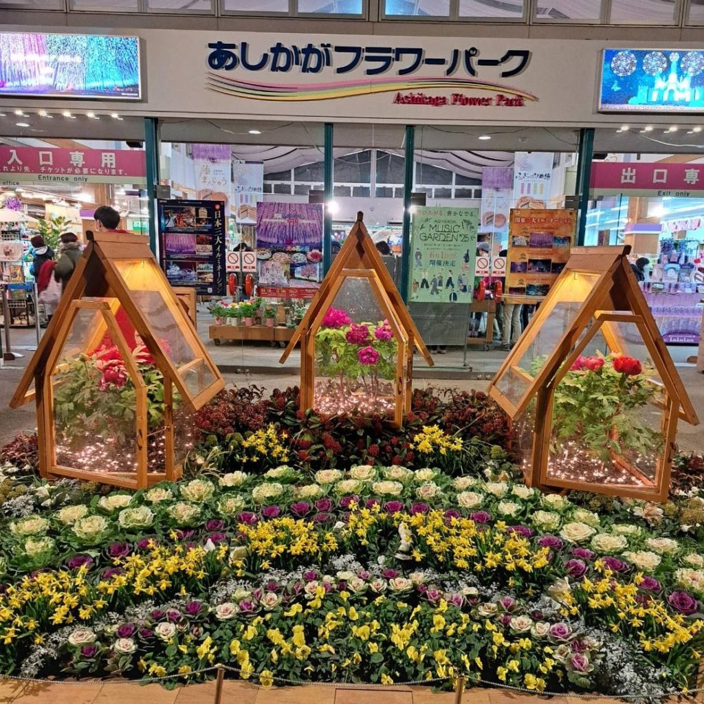 20250129あしかがフラワーパークイルミネーション