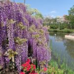 2025あしかがフラワーパーク