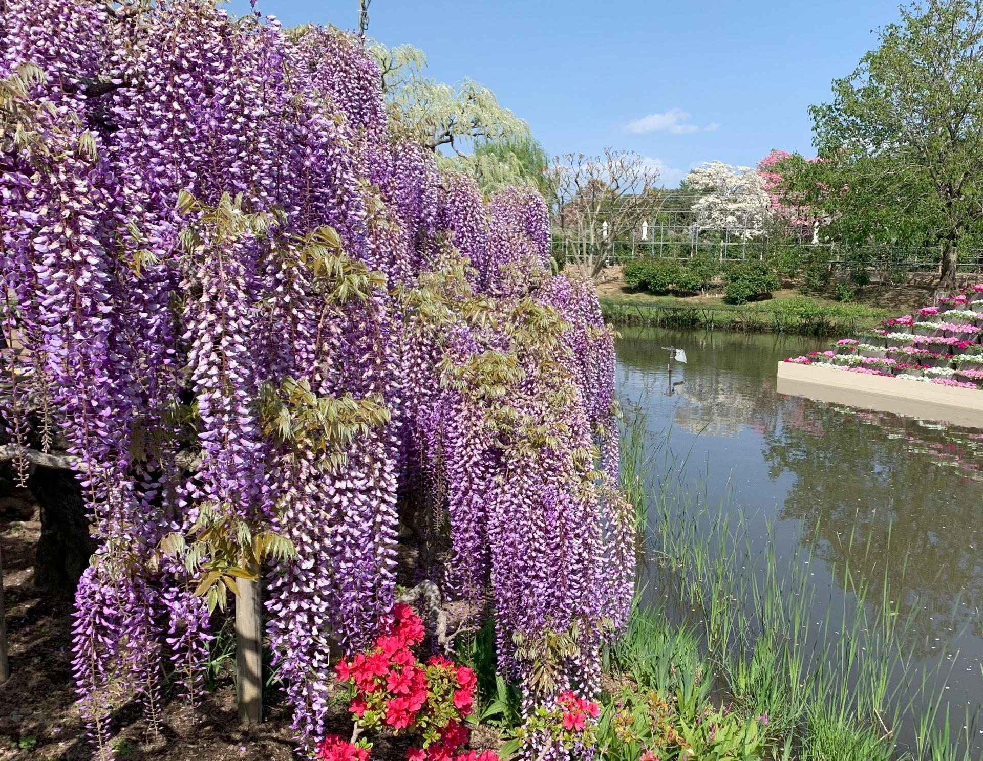 2025あしかがフラワーパーク