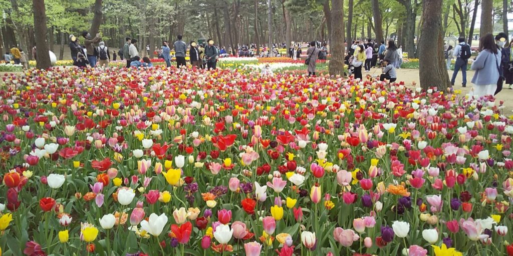 ネモフィラ　チューリップ園