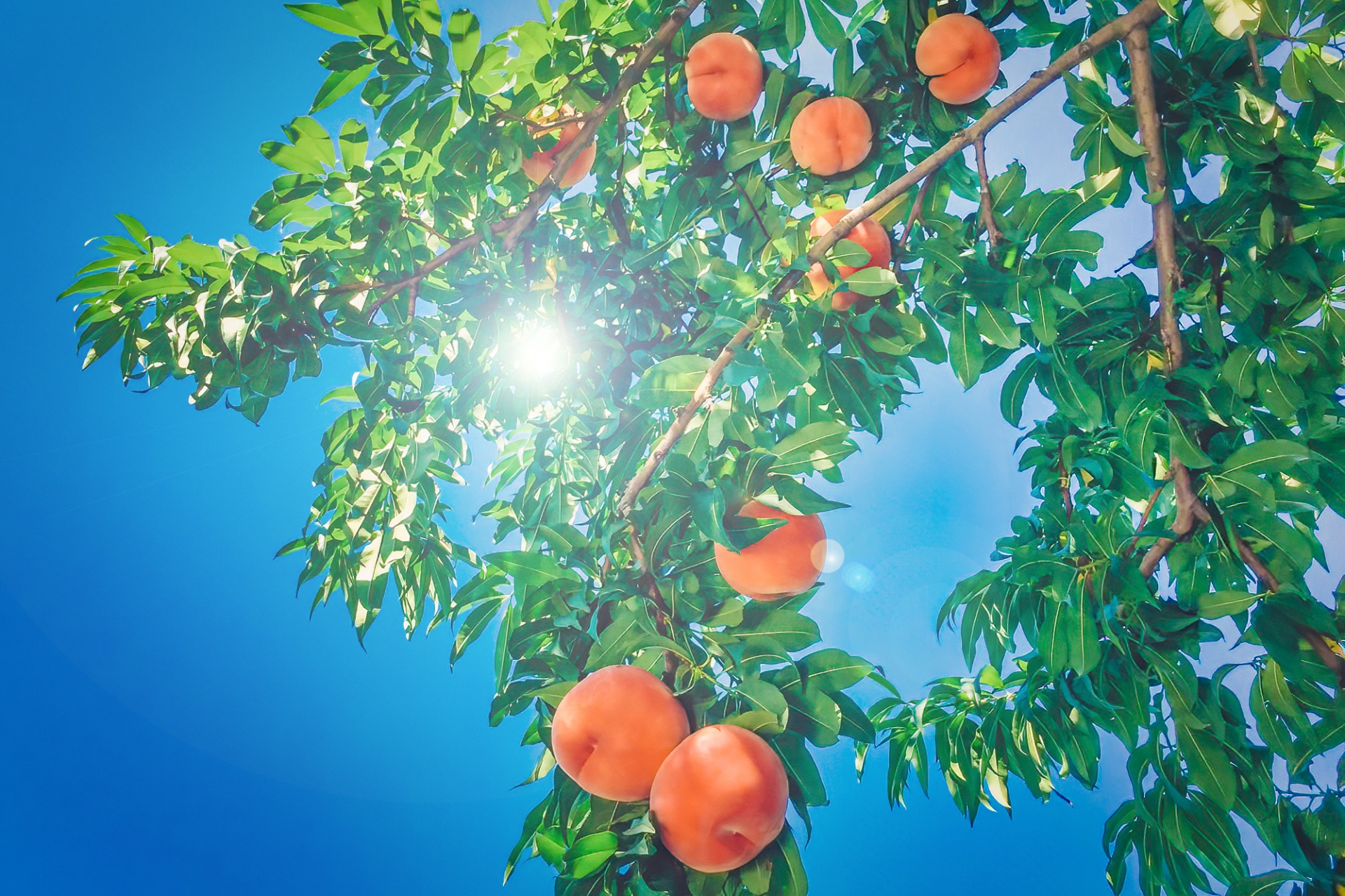 桃狩りアイキャッチ画像