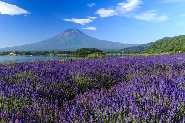 河口湖ハーブフェスティバル
