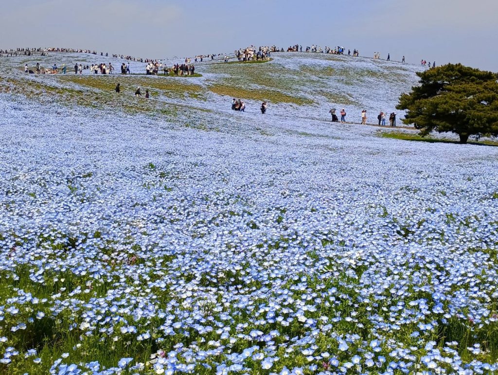 2025ひたち海浜公園3