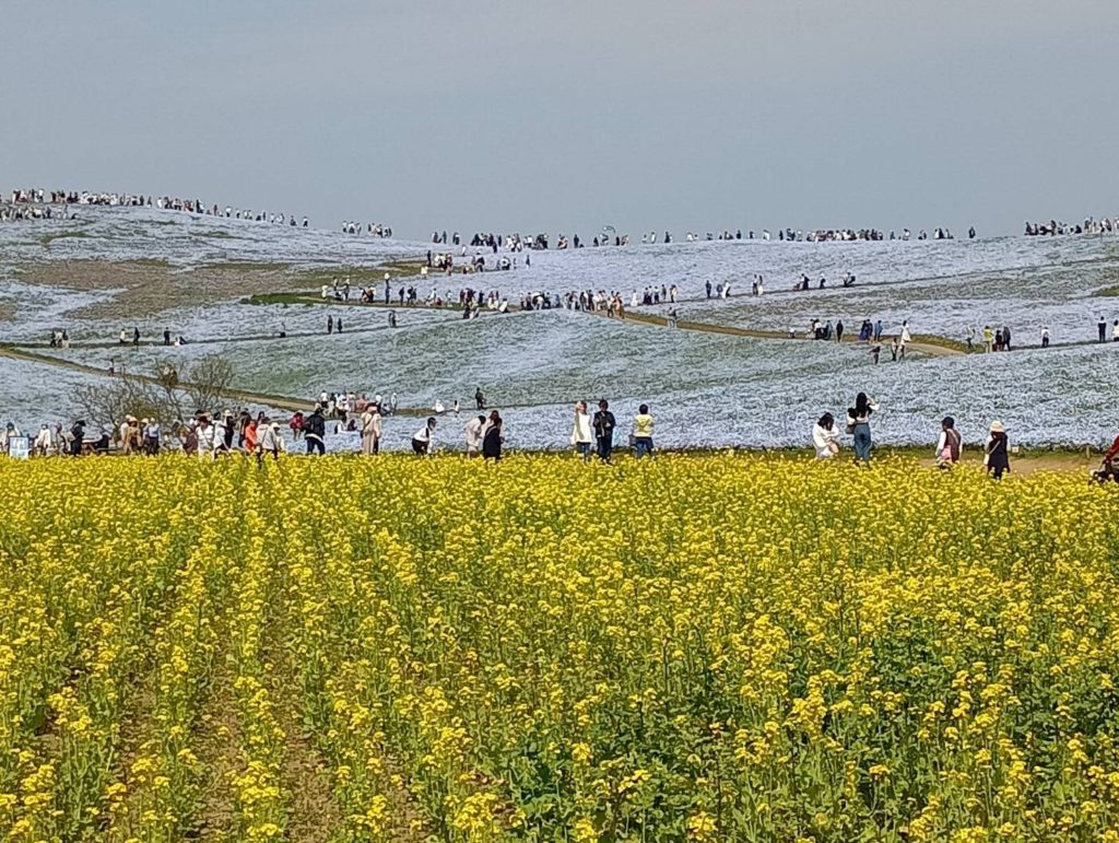 2025ひたち海浜公園4