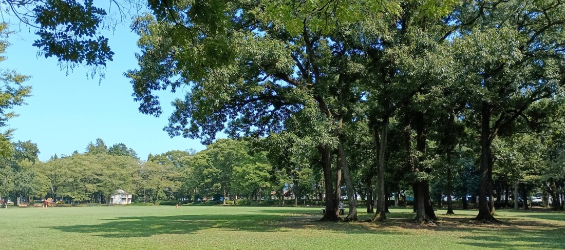 淵野辺公園夏