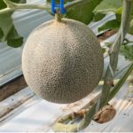 メロン狩り画像