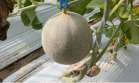 メロン狩り画像