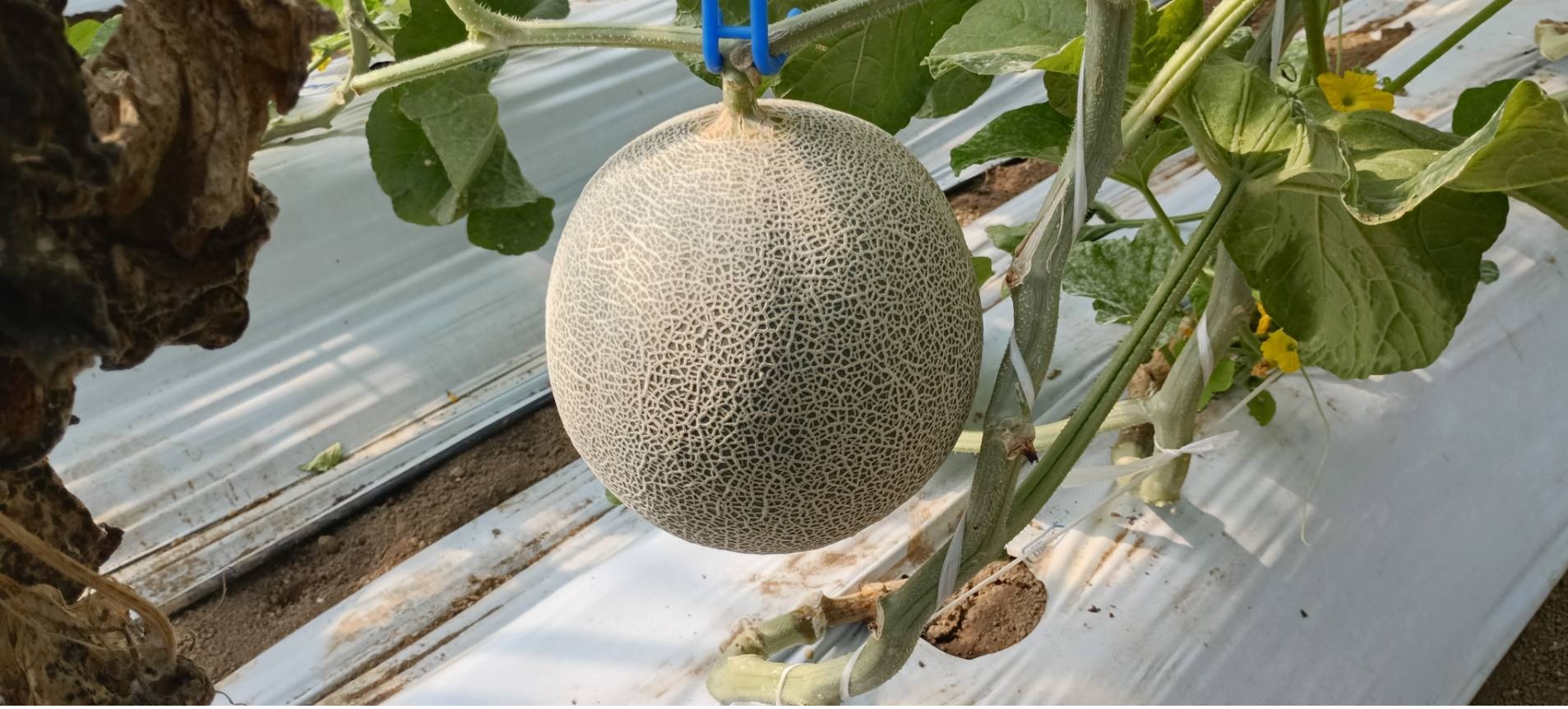 メロン狩り画像