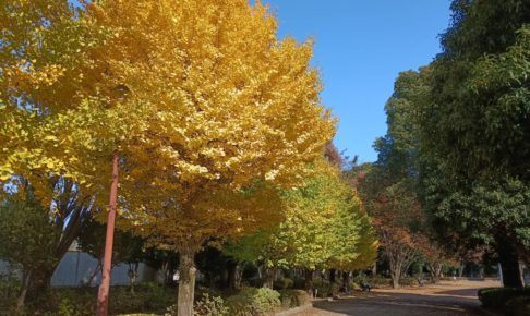 淵野辺公園銀杏1