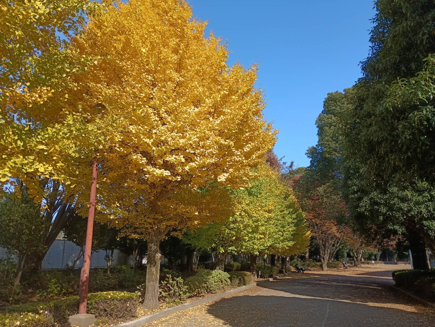 淵野辺公園銀杏1
