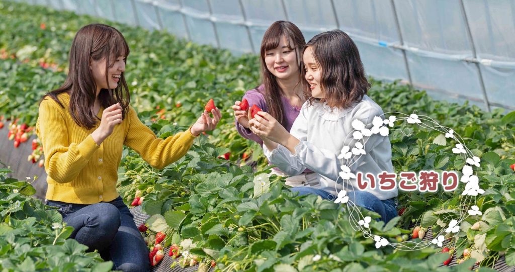 いちごの里いちご狩り
