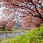 みなみのさくら祭り