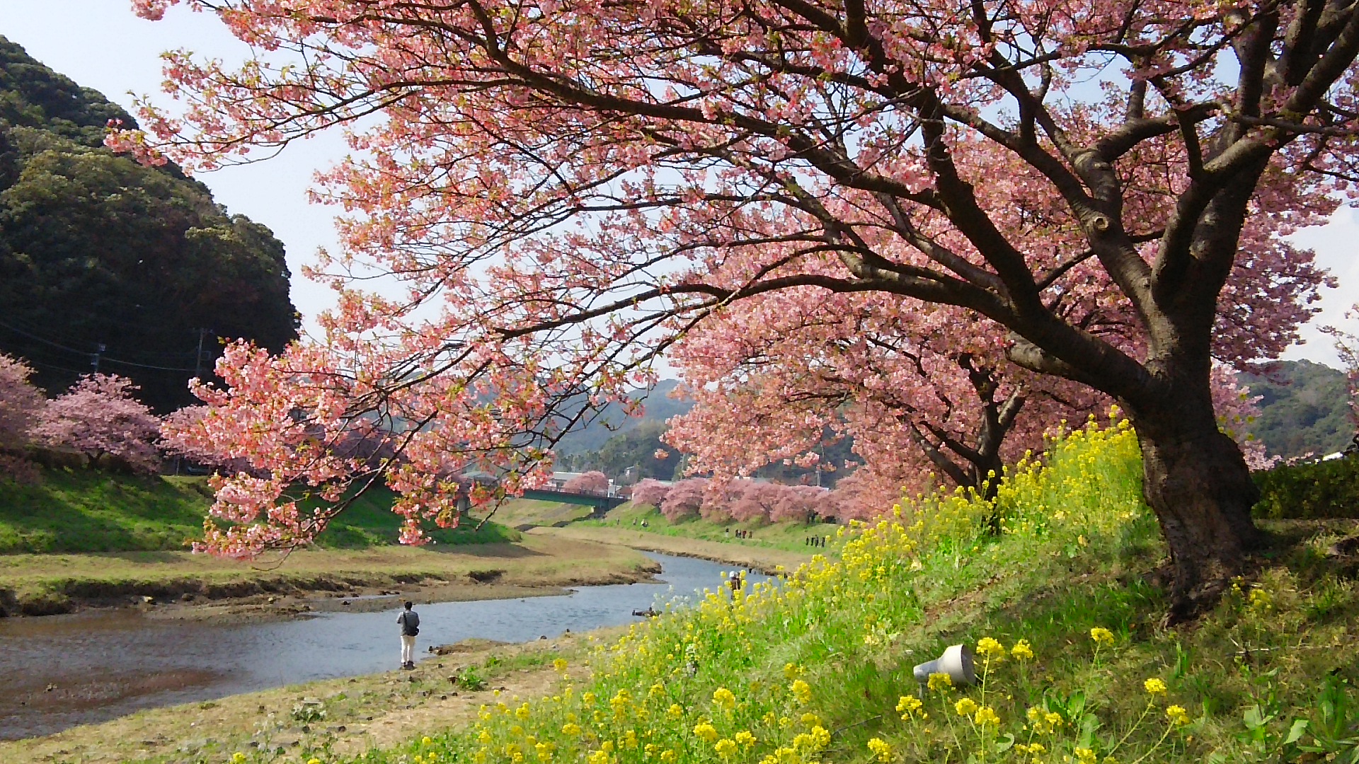 3/2（月）南伊豆・みなみの桜と菜の花まつりと海鮮昼食 A-318 | 相模原