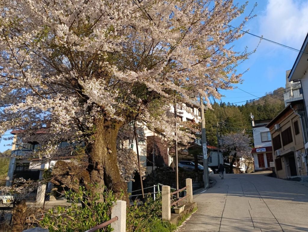 野沢温泉桜1