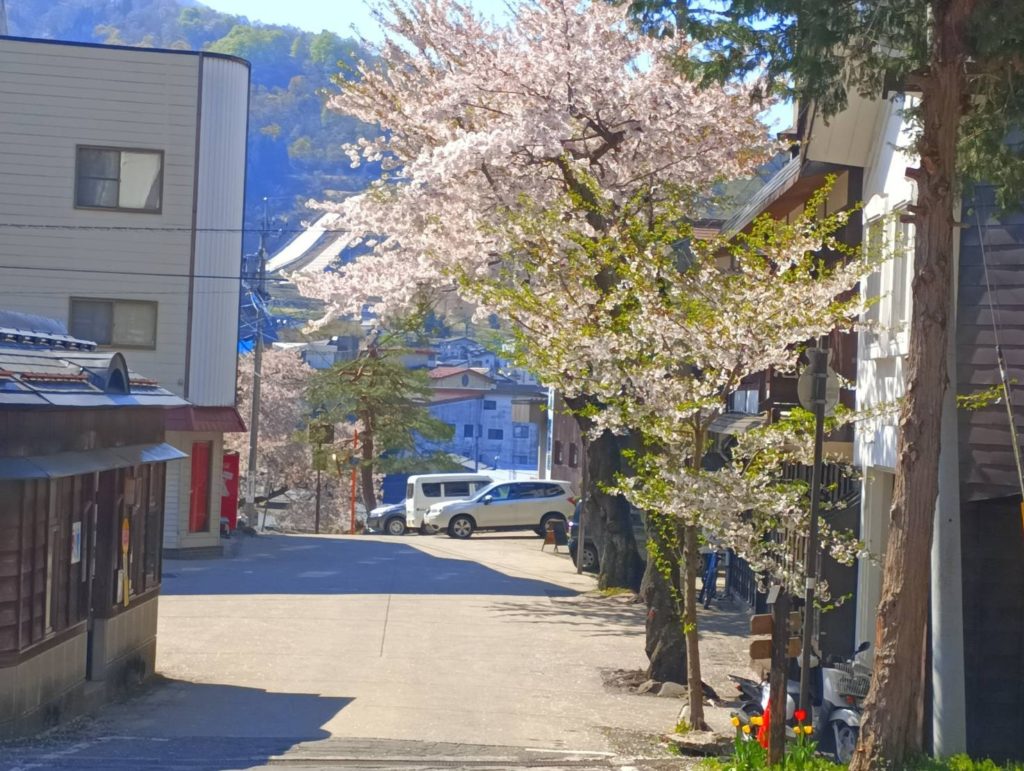 野沢温泉桜2