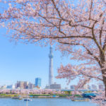 2船上スカイツリー桜並木