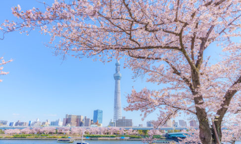 2船上スカイツリー桜並木