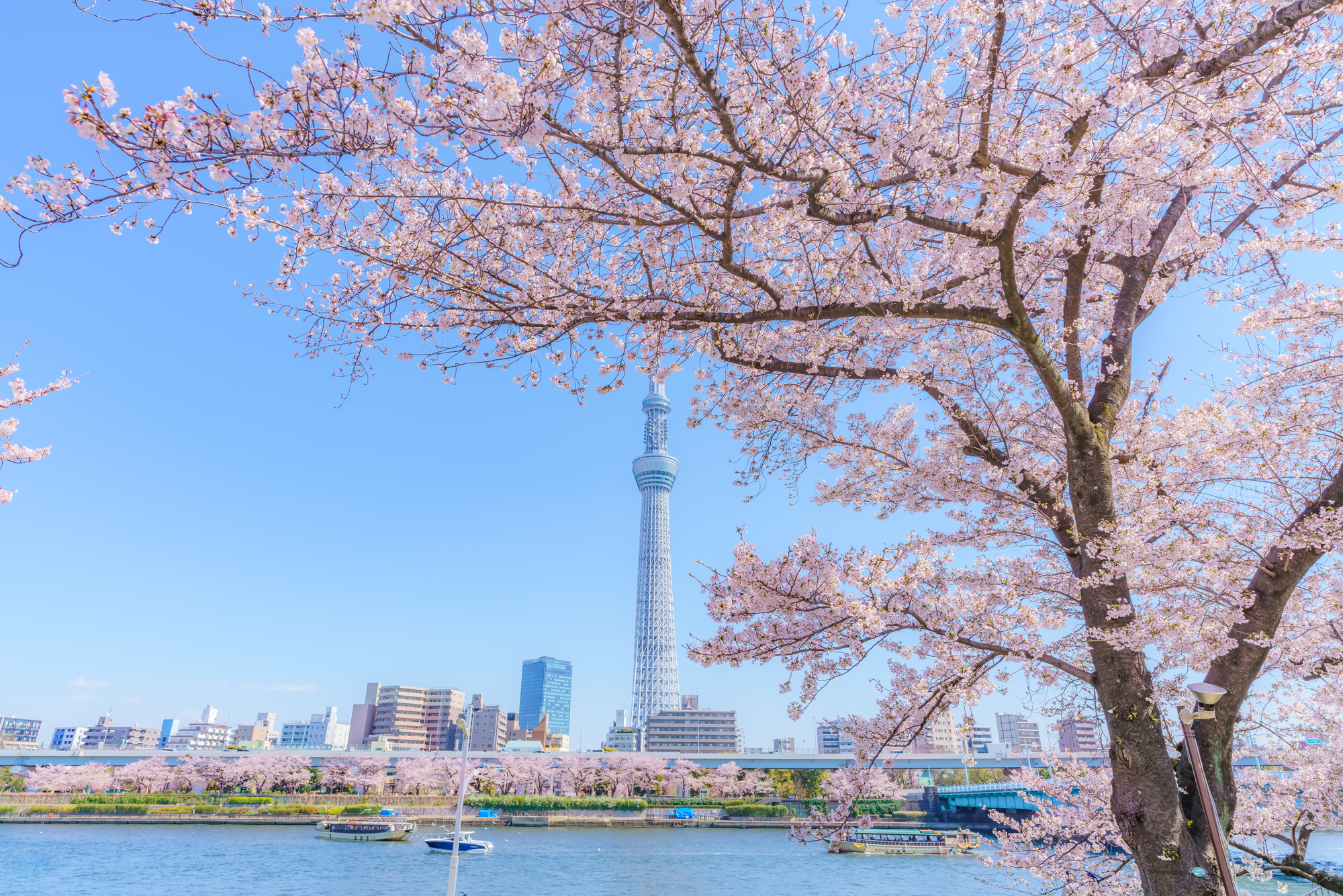 2船上スカイツリー桜並木