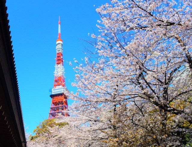 増上寺桜