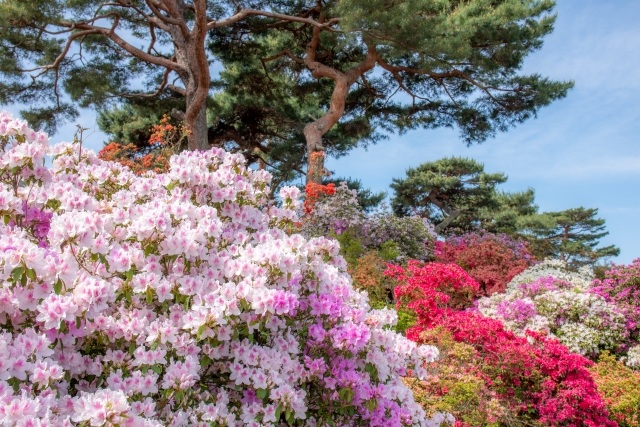 館林のつつじ