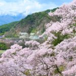 高遠城址公園の桜