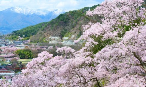 高遠城址公園の桜