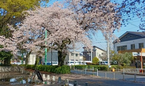 2026春淵野辺公園の桜2