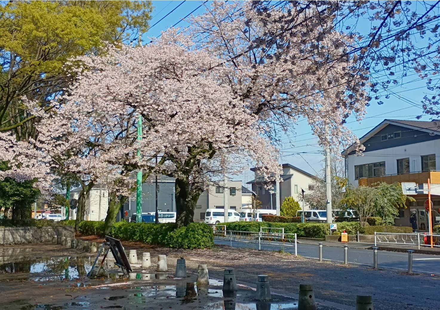 2026春淵野辺公園の桜2