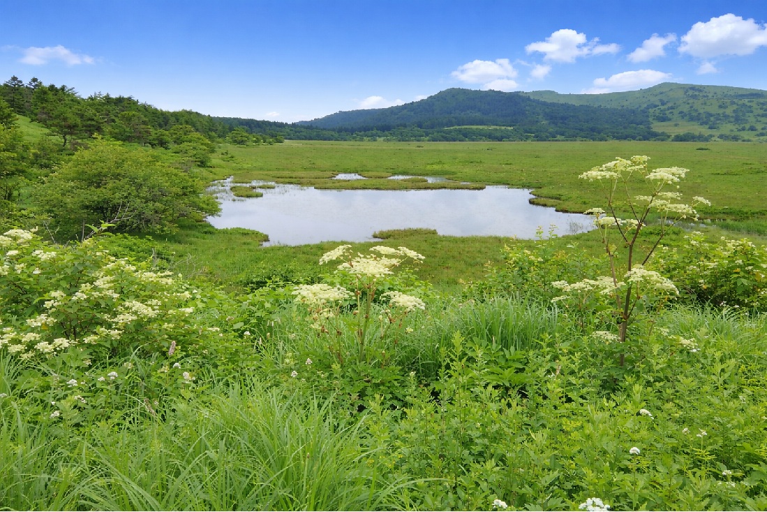 八島湿原ハイキング