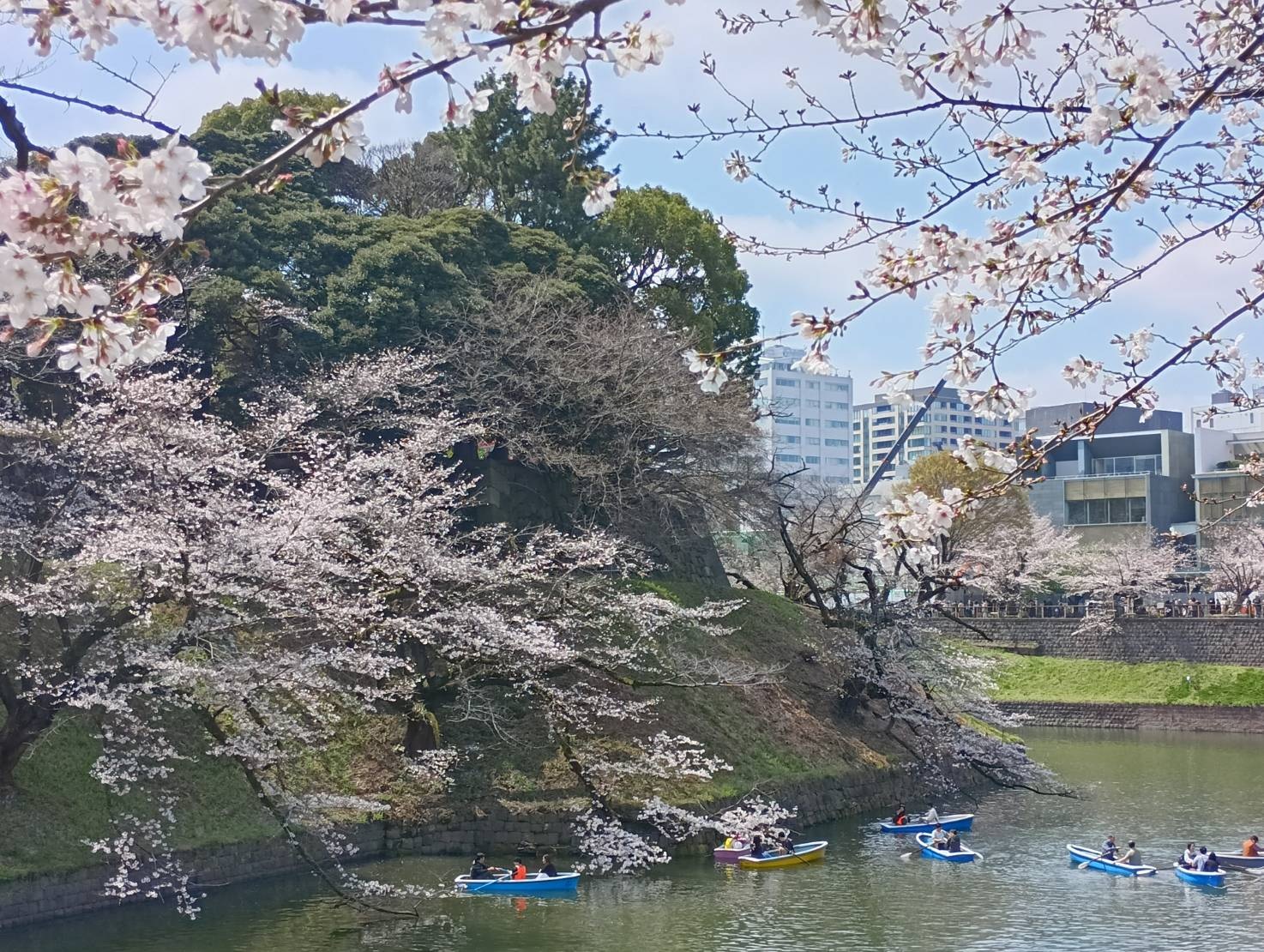 千鳥ヶ淵　桜